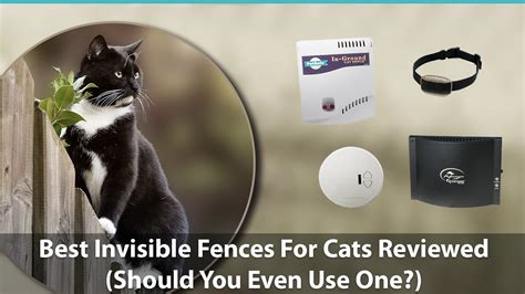 Invisible fence for cats. Things To Know About Invisible fence for cats. 
